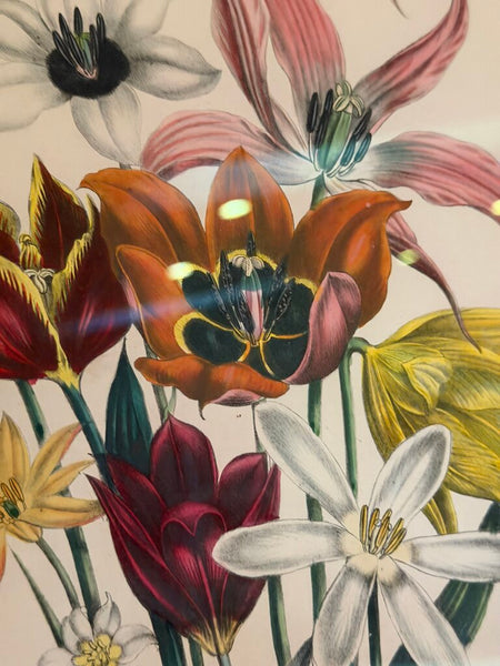 1156 / 1157 Pair of Framed Botanical Hand Colored Book Plates