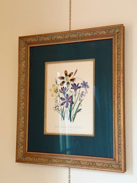 1156 / 1157 Pair of Framed Botanical Hand Colored Book Plates