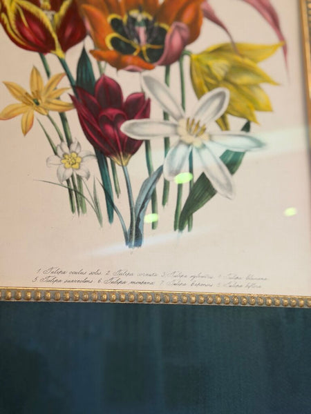 1156 / 1157 Pair of Framed Botanical Hand Colored Book Plates