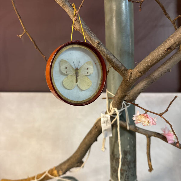 Preserved framed butterfly (each) sweet mini 3" frame ... ornament paper bodies real wings