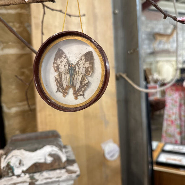 Preserved framed butterfly (each) sweet mini 3" frame ... ornament paper bodies real wings