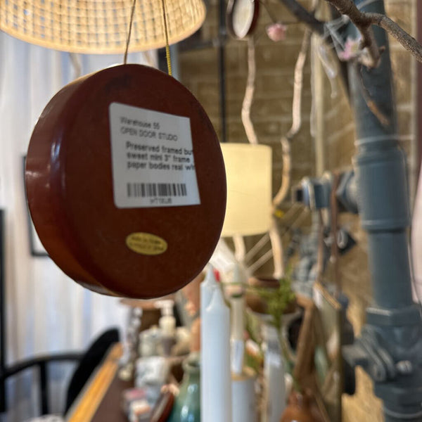 Preserved framed butterfly (each) sweet mini 3" frame ... ornament paper bodies real wings