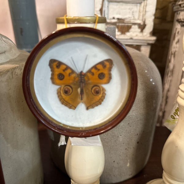 Preserved framed butterfly (each) sweet mini 3" frame (as found) ... ornament paper bodies real wings