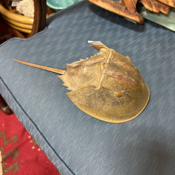 Horseshoe Crab W2164