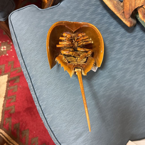 Horseshoe Crab W2164