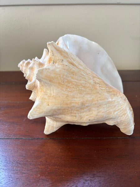 9in Conch Shell