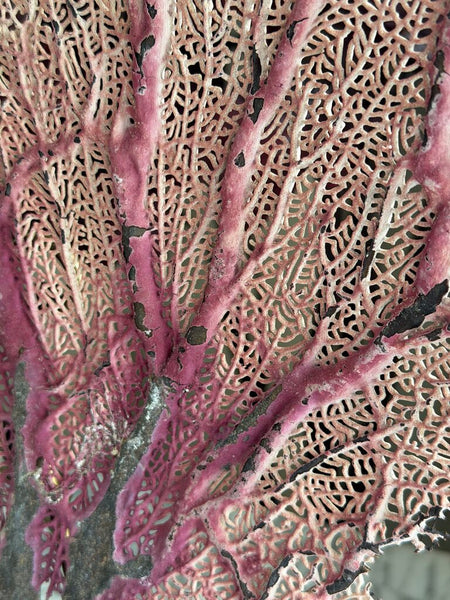 1500 Mauve/Beige Sea Fan Coral (easel NFS)