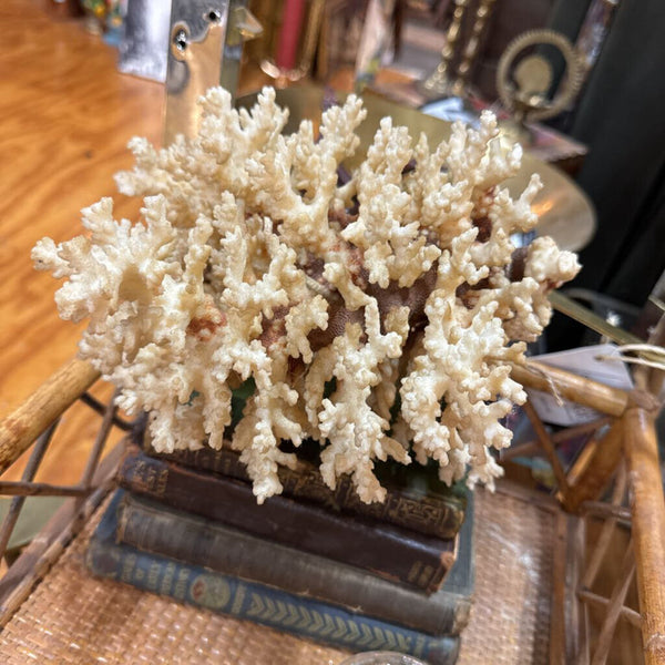 White Coral 9" x 8" As Found W2241