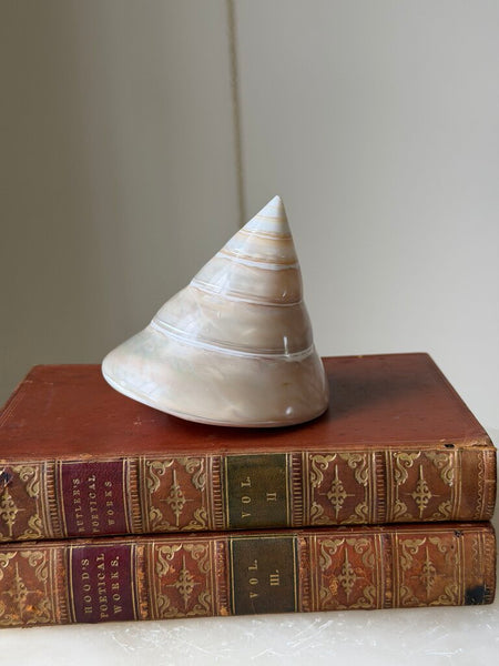 1528 Turbo Mother of Pearl Shell