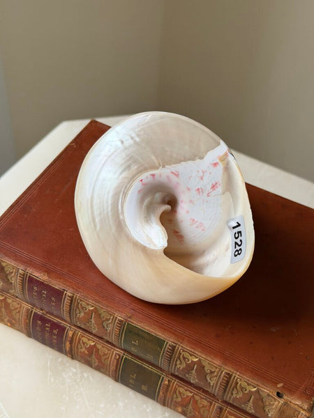 1528 Turbo Mother of Pearl Shell