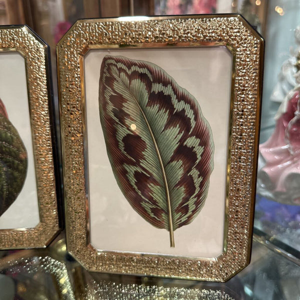 Framed Botanic Print 5.5x7.5"