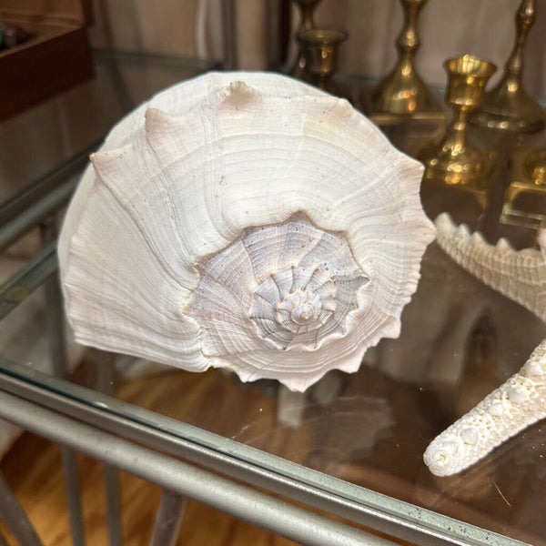 Lrg Whelk Conch Shell 11"