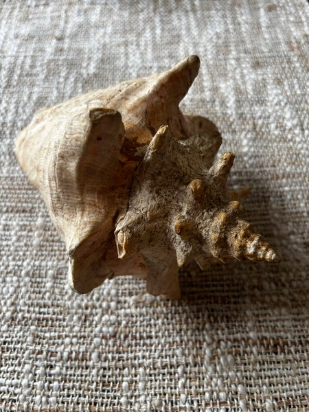 Vintage Horned Conch Shell