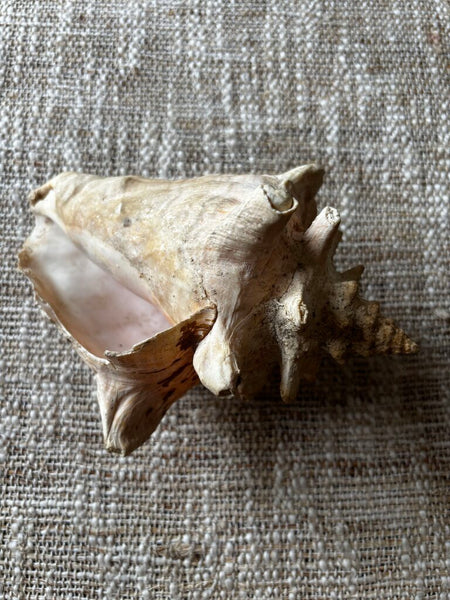 Vintage Horned Conch Shell