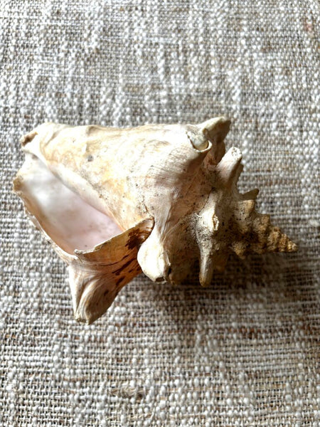Vintage Horned Conch Shell