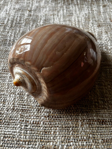 Large Crowned Creamy White Melon Seashell