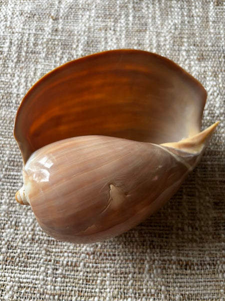 Large Crowned Creamy White Melon Seashell