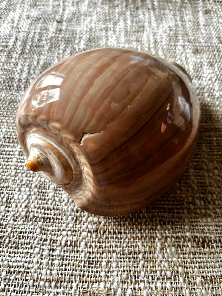 Large Crowned Creamy White Melon Seashell