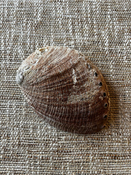 Large Natural Abalone Shell