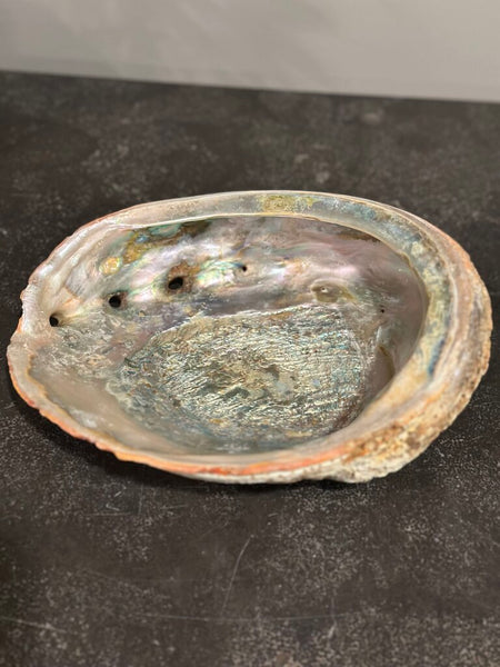 LARGE ABALONE SHELL 9" X 7"