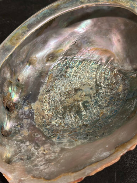 LARGE ABALONE SHELL 9" X 7"