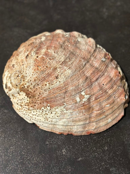 LARGE ABALONE SHELL 9" X 7"