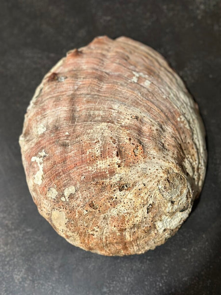 LARGE ABALONE SHELL 9" X 7"