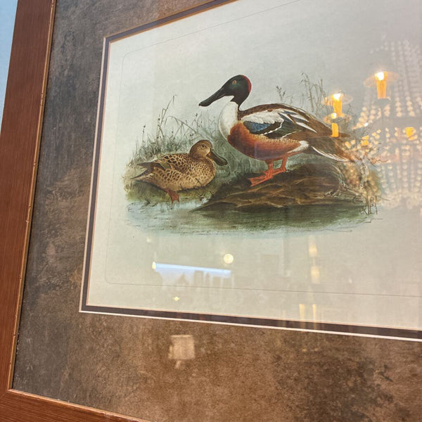 Vintage Framed Drake and Hen Shoveller Artwork 25" x 23"