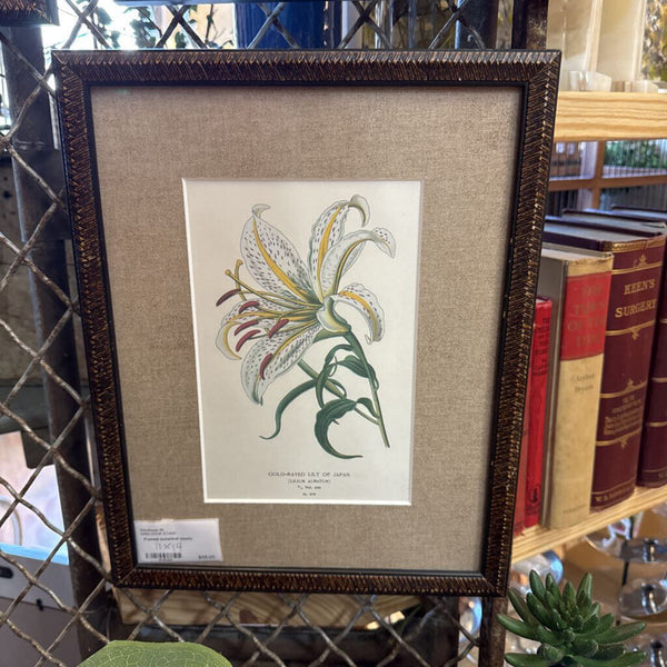 Framed botanical (each) 11" x 14"