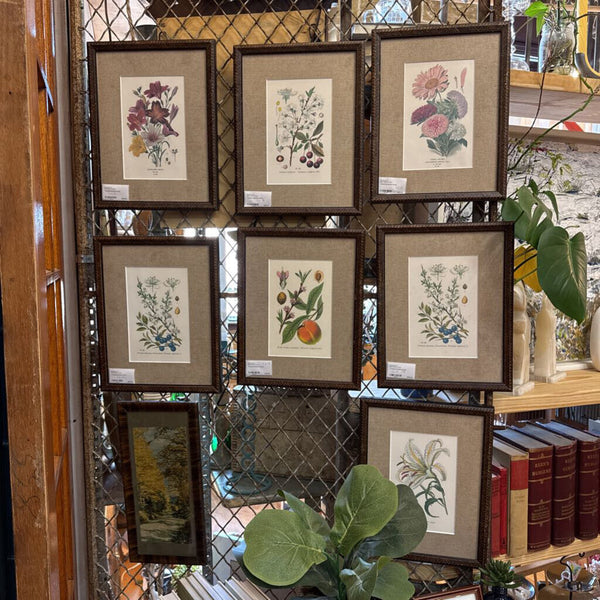 Framed botanical (each) 11" x 14"