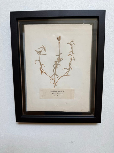 Early 1900 herbarium Cerastium murala L." (Mauer-Hornkraut) and "Bei Bern" (near Bern, Switzerland).