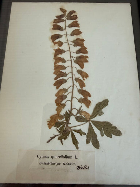 Early 1900 herbarium Cytisus quercifolium L. (commonly known as oak-leaved broom or Eichenblattriger Geissklee) originating from the Wallis