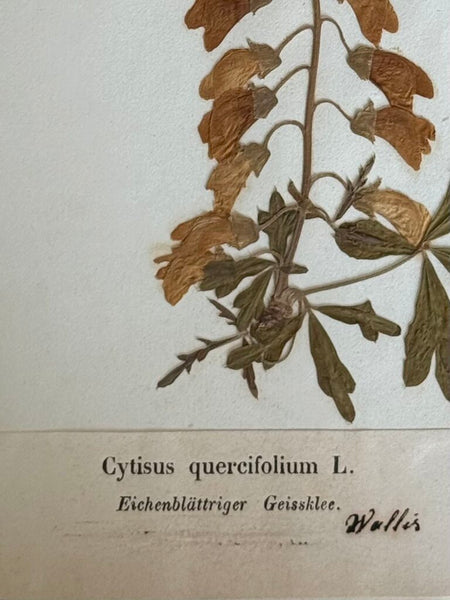Early 1900 herbarium Cytisus quercifolium L. (commonly known as oak-leaved broom or Eichenblattriger Geissklee) originating from the Wallis