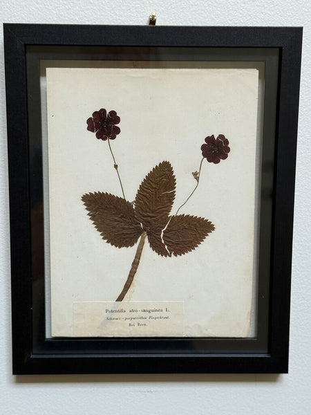 Early 1900 Herbarium Potentilla atrosanguinea L. (Himalayan cinquefoil), Bern