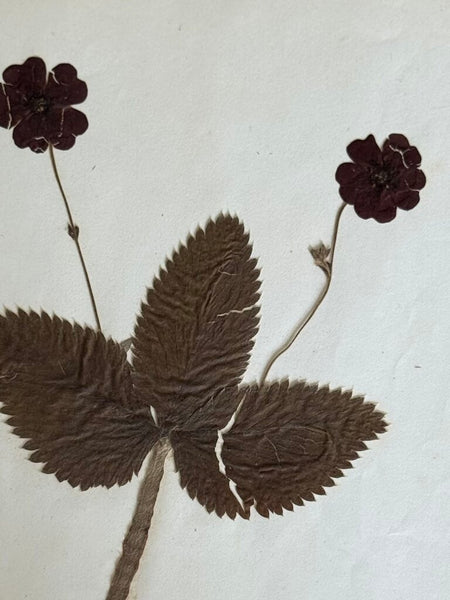 Early 1900 Herbarium Potentilla atrosanguinea L. (Himalayan cinquefoil), Bern