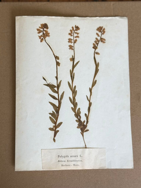 Early 1900 Herbarium Polygala amara L. (commonly known in German as Bitteres Kreuzblumchen), Buchsee