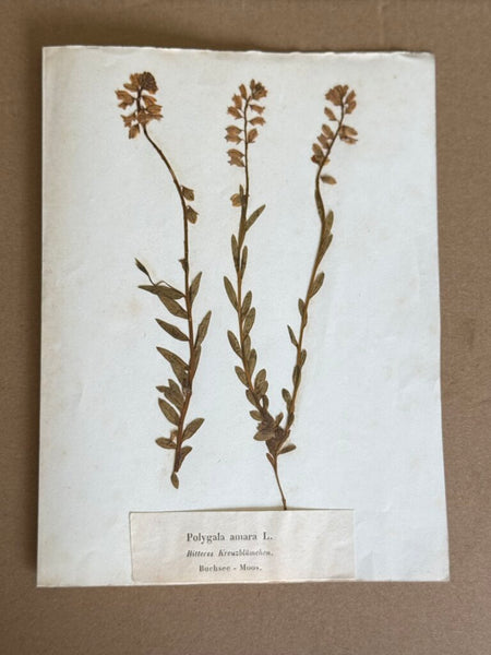 Early 1900 Herbarium Polygala amara L. (commonly known in German as Bitteres Kreuzblumchen), Buchsee