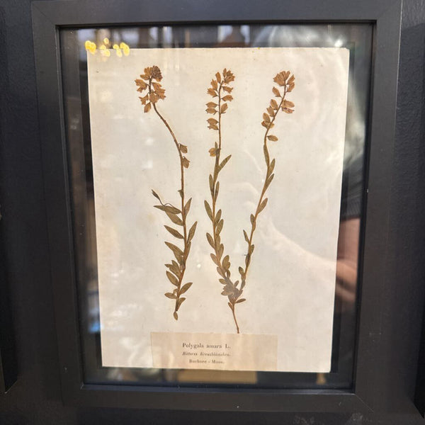 Early 1900 Herbarium Polygala amara L. (commonly known in German as Bitteres Kreuzblumchen), Buchsee