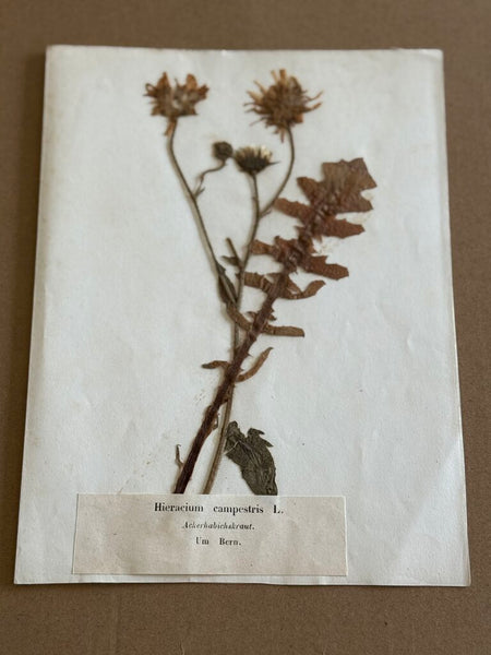 Early 1900 Herbarium Hieracium campestris L. (an older nomenclature variant related to hawkweeds), the German common name Ackerhabichtskraut, Betn