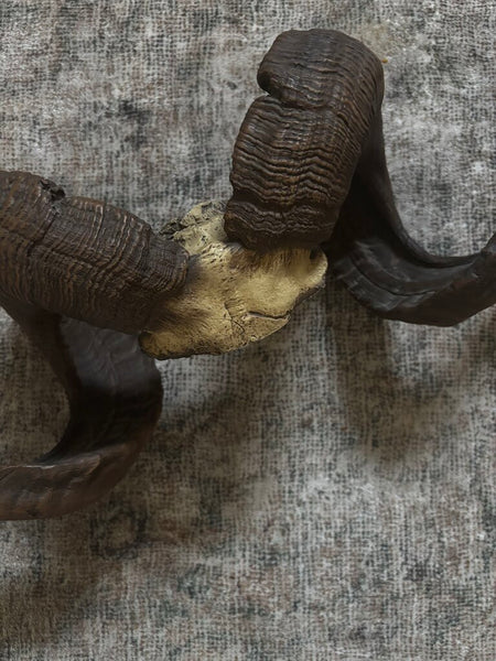 Ram Sheep Bighorn Skull Cap ~Spiraling Horns