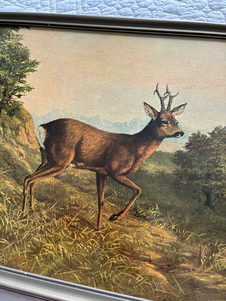 Vintage German Buck Print 1950 Eugene Ettle 13 x 17