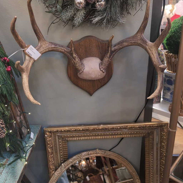 10 point Antler Mount