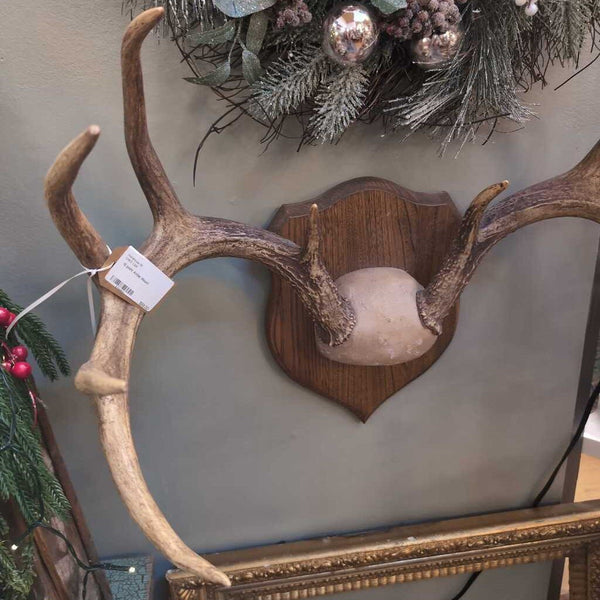 10 point Antler Mount