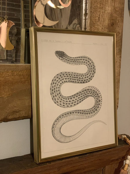 Authentic Antique surveys brass framed snake print