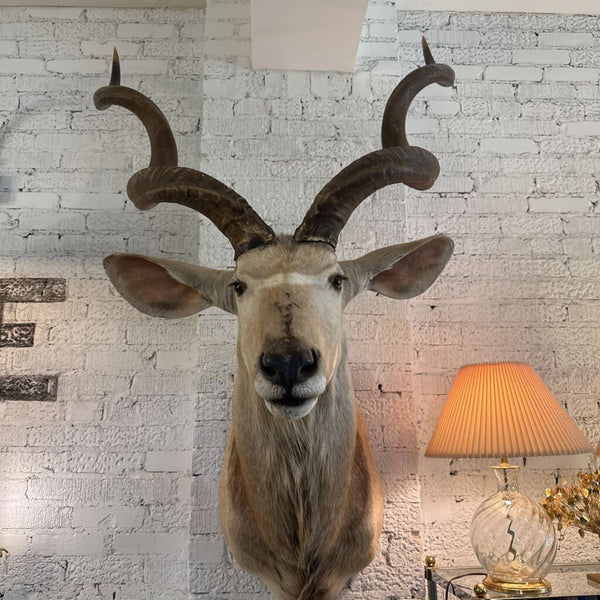 VINTAE TAXIDERMY KUDU 39X52 IN STORE PICK UP ONLY